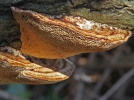 Tramte rougissante, Tramte rude, Daedaleopsis confragosa