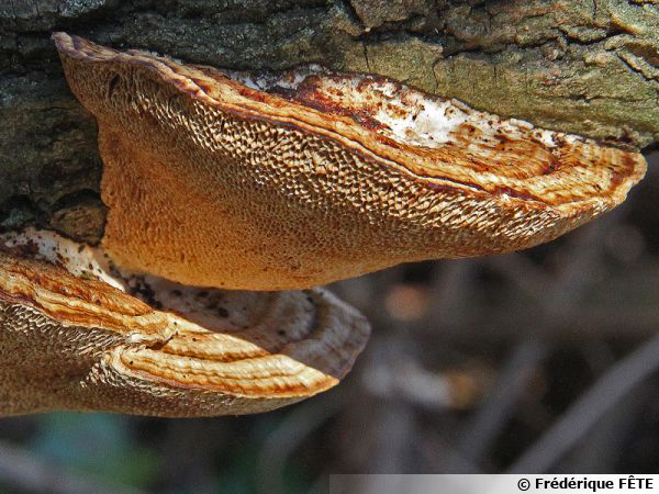 Tramète rougissante, Tramète rude, Daedaleopsis confragosa, 30 janvier 2018 et Ariège, le Daeadaleopsis sur saule