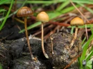 Psilocybe coprophile, Psilocybe coprophila
