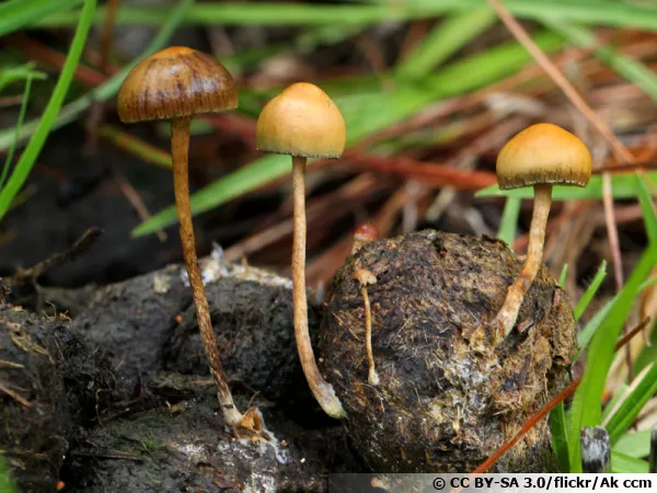 Psilocybe coprophile, Psilocybe coprophila