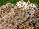 Polypore en ombelle, Poule-des-bois, Li�vrot, Polypore fid�le, Dendropolyporus umbellatus