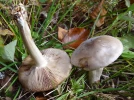 Entolome en bouclier, Entolome de printemps, Mousseron des haies, Entoloma clypeatum