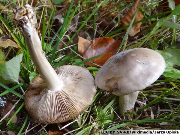 Entolome en bouclier, Entolome de printemps, Mousseron des haies, Entoloma clypeatum