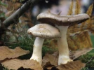 Entolome livide, Entoloma sinuatum