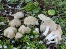 Entolome des haies, Entolome de printemps, Entoloma saepium