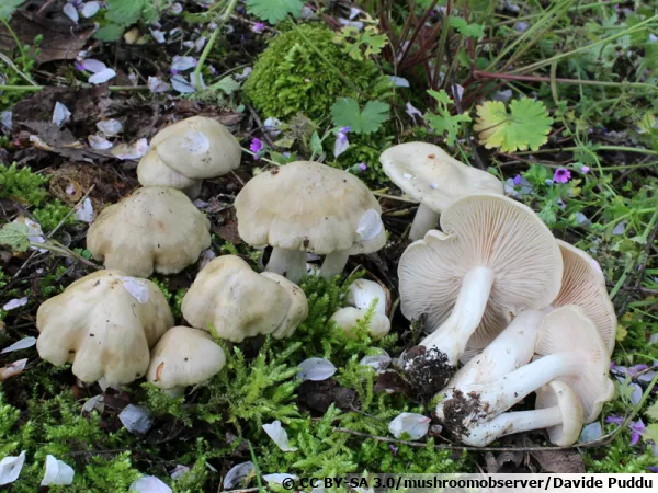 Entolome des haies, Entolome de printemps, Entoloma saepium