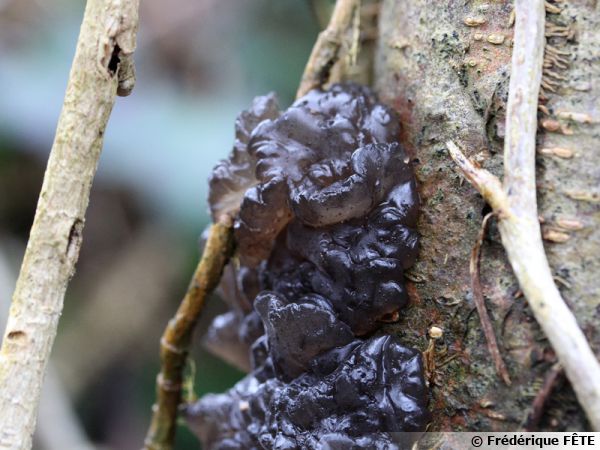 Exidie plane, Exidie noirâtre, Beurre de sorcière, Exidia nigricans, 16 février, sur saule, zone humide, Ariège