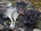 Fausse-chanterelle des charbonnires, Chanterelle des charbonnires, Faerberia carbonaria