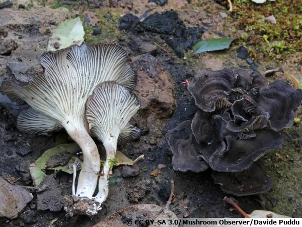 Fausse-chanterelle des charbonnires, Chanterelle des charbonnires, Faerberia carbonaria