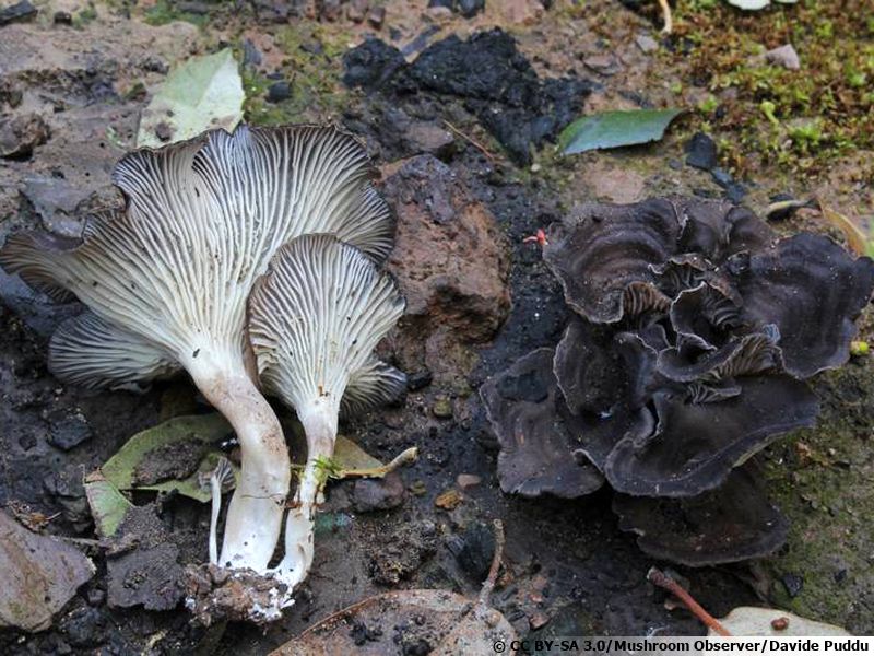 Faussechanterelle des charbonnières, Chanterelle des charbonnières