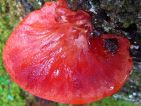 Fistulina hepatica