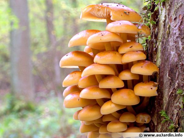 Collybie à pied velouté, Flammulina velutipes