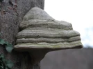 Amadouvier, Allume-feu, Fomes fomentarius