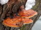Polypore margin, Ungiline margin, Fomitopsis pinicola