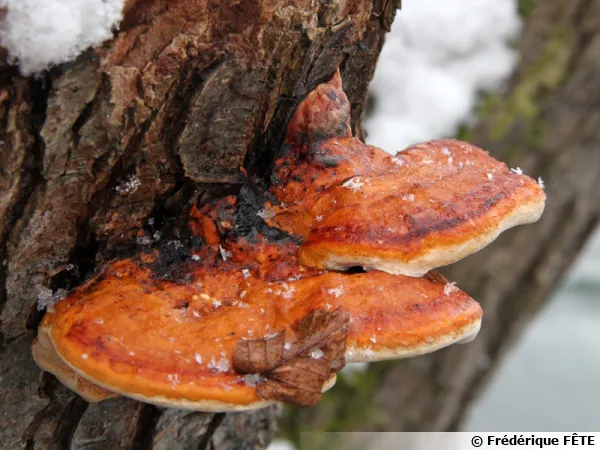 Polypore margin, Ungiline margin, Fomitopsis pinicola