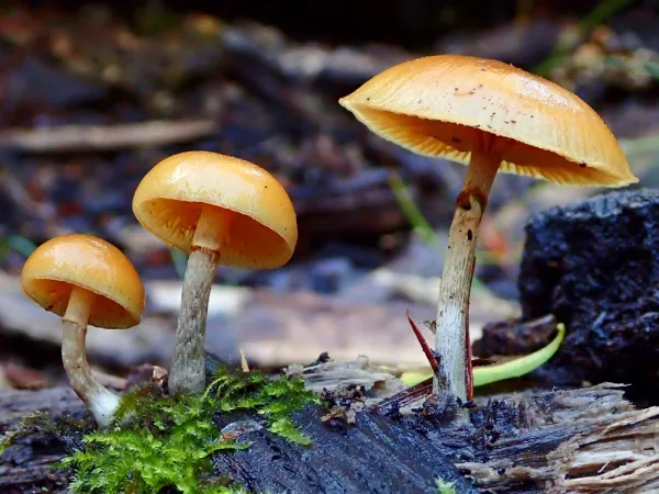 Galère marginée, Pholiote marginée, Galerina marginata