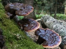 Polypore livide, Ganoderme luisant, Ganoderma lucidum