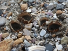 Pzize des sables, Gopore des sables, Geopora arenicola