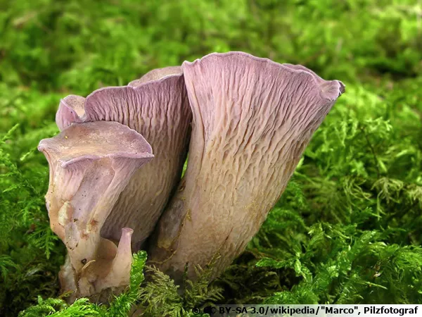 Chanterelle violette, Oreille d'âne, Gomphus clavatus