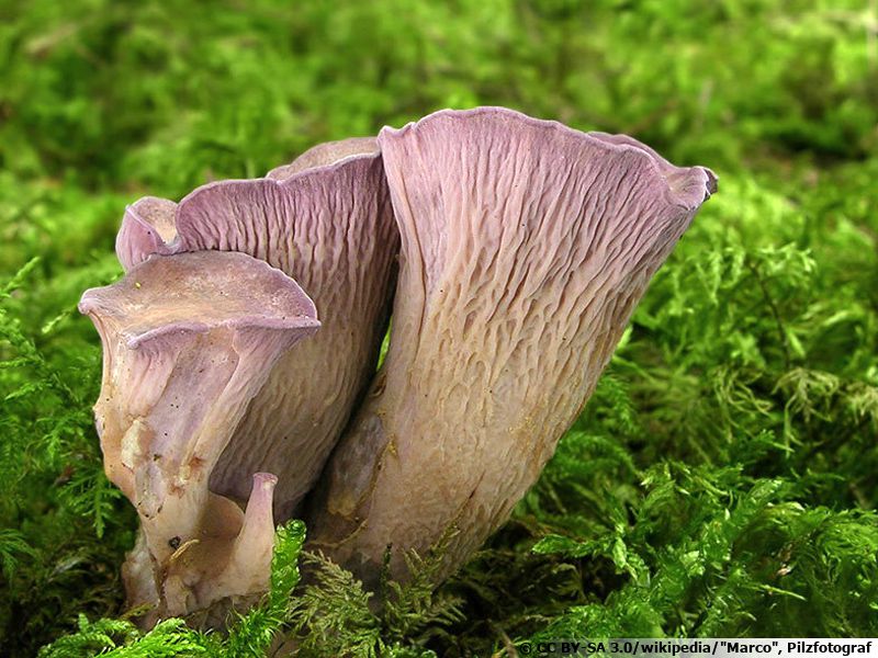 Chanterelle violette, Oreille d'âne, Gomphus clavatus