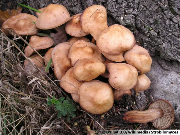 Collybie à pied en fuseau, Souchette, Gymnopus fusipes
