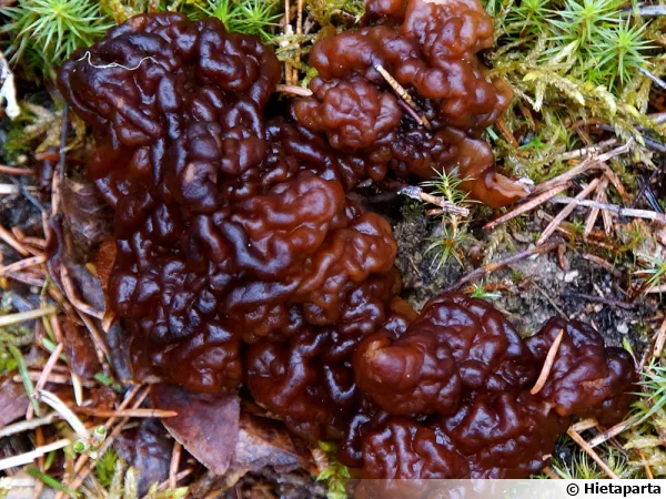 Gyromitre, Fausse morille, Gyromitra esculenta