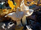 Helvelle cr�pue, Morille d'automne, Helvella crispa