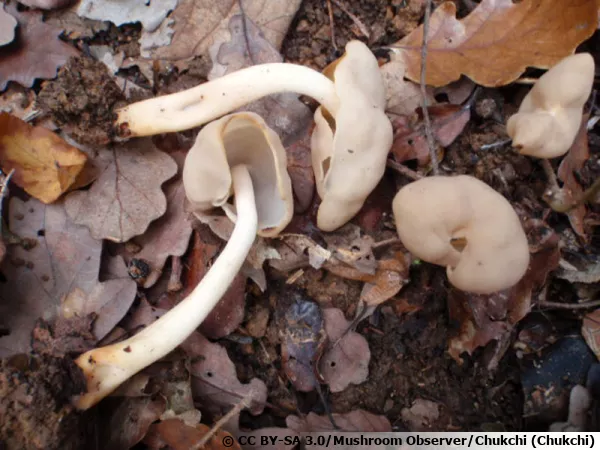 Helvelle élastique, Selle d'elfin brune, Helvella elastica
