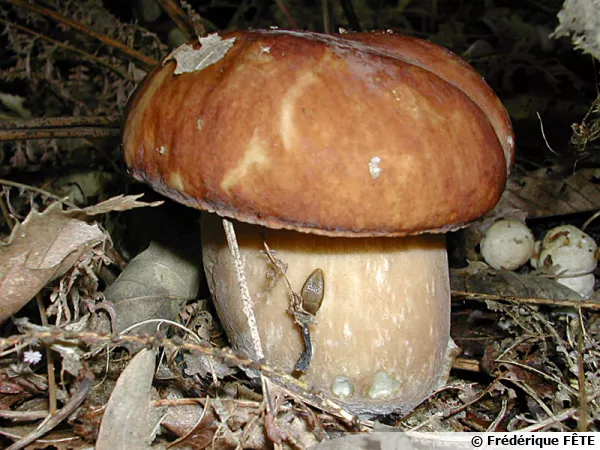 Bolet chauve, Hemileccinum depilatum