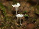 Myc�ne crispata, Hemimycena crispata
