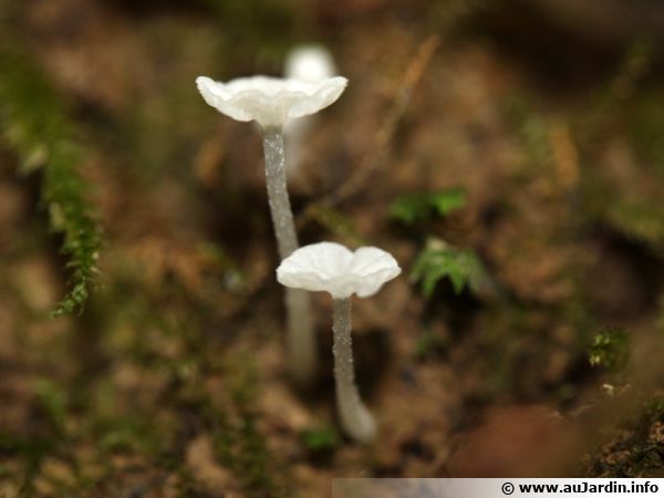 Mycène crispata, Hemimycena crispata