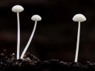 Myc�ne � poils tortueux, Hemimycena tortuosa
