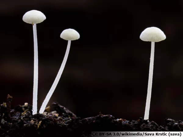 Mycène à poils tortueux, Hemimycena tortuosa