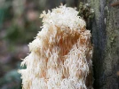 Hydne h�risson, Crini�re de lion, Hericium erinaceus