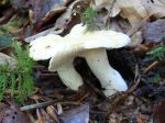 Pied-de-mouton, Hydne sinué, Barbe-de-chèvre, Hydnum repandum Pied-de-mouton, Hydne sinué, Barbe-de-chèvre, Hydnum repandum