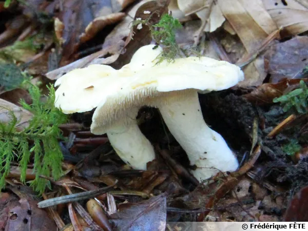 Pied-de-mouton, Hydne sinué, Barbe-de-chèvre, Hydnum repandum