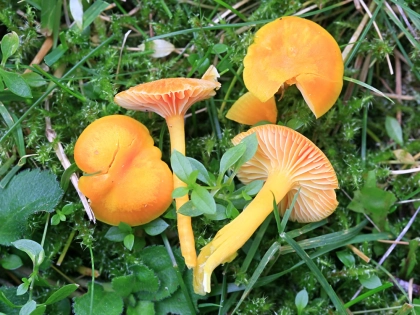 Hygrophore c�rac�, Hygrocybe ceracea