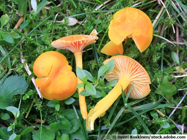 Hygrophore céracé, Hygrocybe ceracea