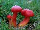 Hygrophore �carlate, Hygrophore coccin�, Hygrophore cochenille, Hygrocybe coccinea