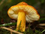 Hygrophore de Konrad, Hygrocybe konradii var. pseudopersistens Hygrophore de Konrad, Hygrocybe konradii var. pseudopersistens