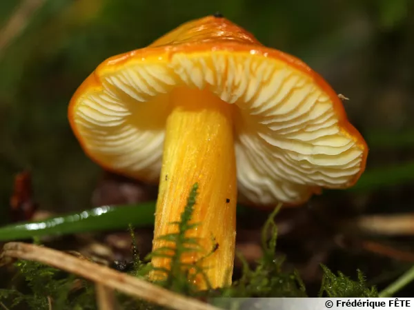 Hygrophore de Konrad, Hygrocybe konradii var. pseudopersistens
