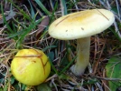 Hygrophore des m�l�zes, Hygrophorus lucorum