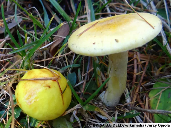 Hygrophore des mélèzes, Hygrophorus lucorum