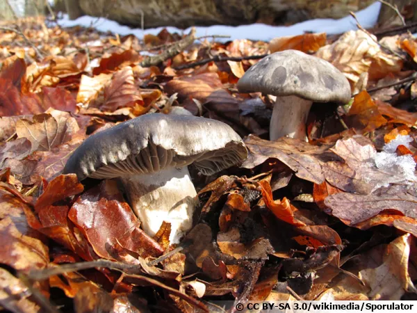 Hygrophore de mars, Charbonnier de printemps, Hygrophorus marzuolus