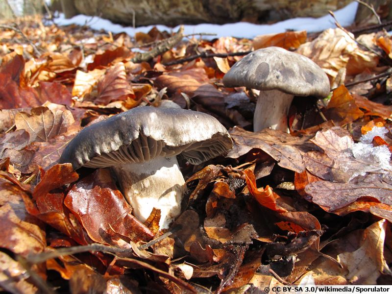Hygrophore de mars, Charbonnier de printemps, Hygrophorus marzuolus — free download