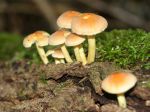 Hypholome en touffe, Hypholome fasciculé, Hypholoma fasciculare Hypholome en touffe, Hypholome fasciculé, Hypholoma fasciculare