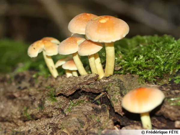 Hypholome en touffe, Hypholome fasciculé, Hypholoma fasciculare