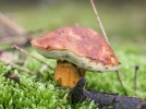 Bolet bai,�Imleria badia