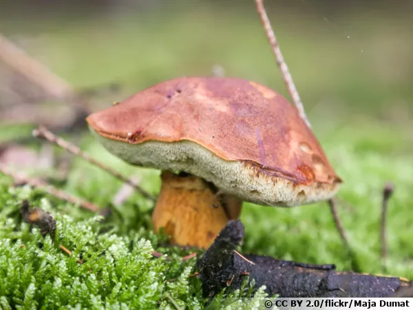 Bolet bai, Imleria badia