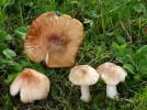 Inocybe de Patouillard, Inocybe de printemps, Inocybe patouillardii